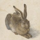 신 달토끼 이미지