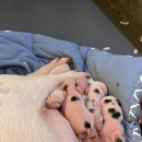부산 광안리 놀거리 추천! 동물도 보고 뷰도 즐기는 세븐테마카페