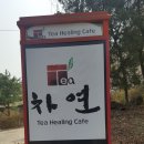 티차연