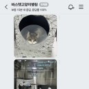 바스텟고양이병원 네이버블로그