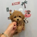 엘린퍼피 네이버블로그