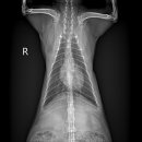 엑슬루 동물병원 이미지