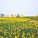 2025년 섬 수선화축제 이미지