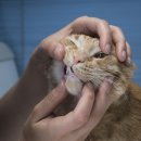 캣블레스유 이미지