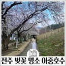 GS25전주아중점 | 25년 개화 현황 전주 벚꽃 명소 전주천 아중호수 주차장 카페 아주르