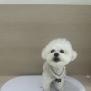 댕스케어센터 이미지