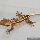 원주브리딩 이미지