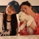 펫데이트 이미지