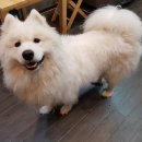 더뷰티독