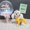 댕스토리 이미지