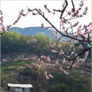 복사꽃피는마을 이미지