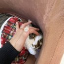 네일츄르 이미지