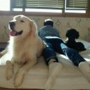 아지랑양이 이미지