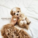 신도시켄넬 이미지