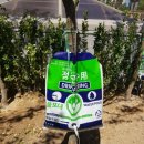 마산목물