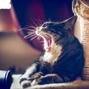 마이독그루밍 이미지