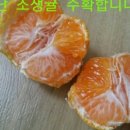 애플망고 거니혀니