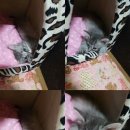 그루밍츄 이미지