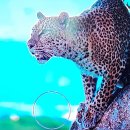 육군 3사관학교 의 장래 斷想 이미지