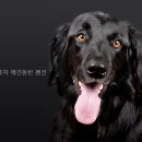 꿈꾸는풍차애견동반펜션 | 꿈꾸는풍차 애견동반 펜션 직접 다녀온 솔직 후기