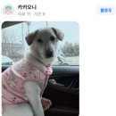 온새동물의료센터 이미지