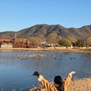 순천생태마을 | 순천만습지 흑두루미 갈대밭 산책 후기 순천여행 필수코스