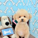 꽃단장하시개 이미지