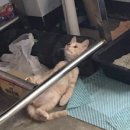 막창도둑 네이버블로그
