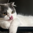 대명동 강아지 이미지
