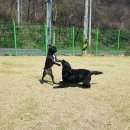 위드유애견 이미지