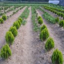 하늘농장8 이미지