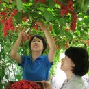 성읍리-26 이미지