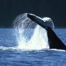 고래 전설 따라 걷는 행운의 바다여행 이미지