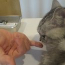 이진수고양이병원 이미지