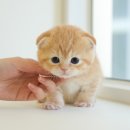 미유펫 강아지분양 고양이분양 김포점 | 김포고양이분양 미유펫 입양한 후기