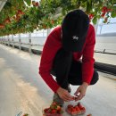 하늘의 별 | 화성딸기농장 체험 내돈내산 후기(하늘의 별딸기)