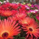 산내들펜션 이미지