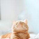 24시 바덴동물메디컬 이미지