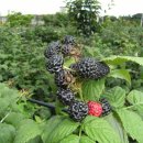 지곡농장 이미지