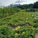 광성농장 이미지