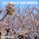 지양산 생태순환길 | 부산 강서 낙동강변 30리 벚꽃축제 2026 대저생태공원 벚꽃 명소 개화 상황