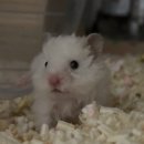 골든햄스터분양 탬펫 | [햄스팟] 서울 곰상 미햄 골든햄스터 전문 매장 장모렉스 분양후기 + 내부 + 햄테리어용품 + 간식...