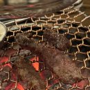 정자목장 이미지