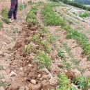 미련한 농부의 감자수확 이미지