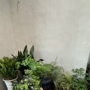 모모아플라워스튜디오