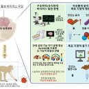 국내 연구진이 식욕조절 원리 발견, 비만 조절 유전자 치료기술 가능성 확인 이미지