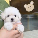 젠틀멍 이미지