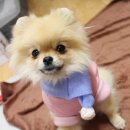 깜찍하개 이미지