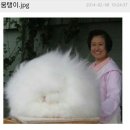 털뭉탱이 이미지