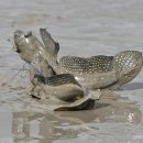 증도갯벌생태전시관 | 전남 가볼 만한 곳. 갯벌에서 가장 빠른 움직임이 있는 짱뚱어를 전남 신안 증도에서 만나다